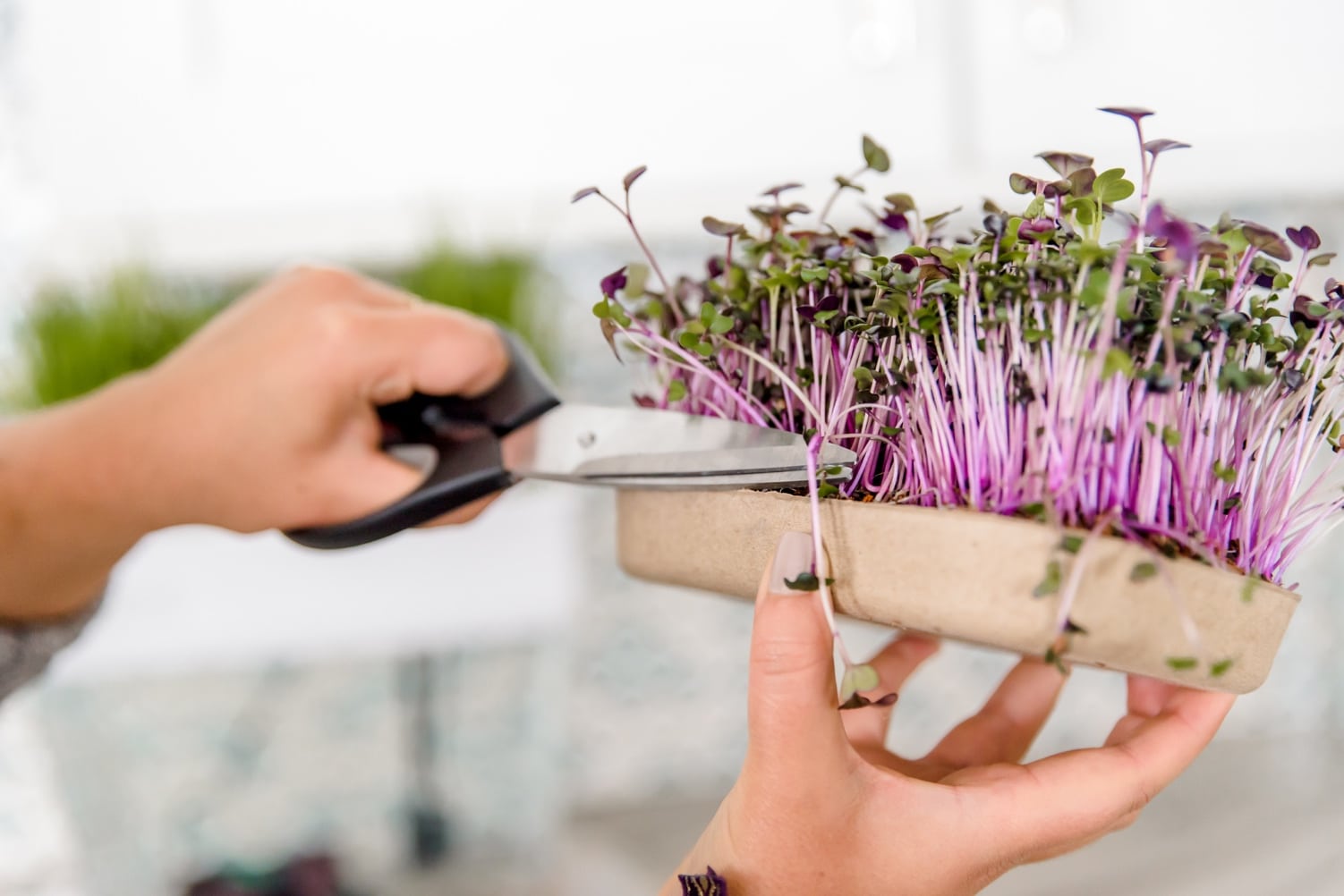 Back to the Roots Launches Organic Microgreens Grow Kit