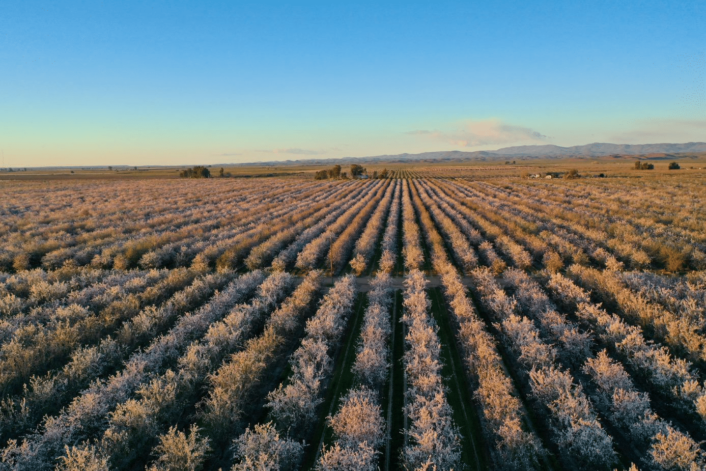 KIND Pledges to Exclusively Source Almonds from Farms Leveraging Regenerative Agriculture Practices by 2030